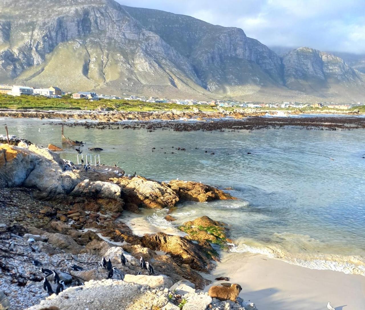 Nivenia Beach House Bettyʼs Bay Exteriör bild